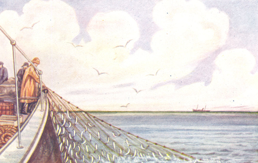 FISH. Hauling a drift net with catch of herring 1936 old vintage print picture